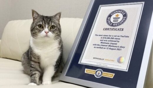 もちまるの死亡理由は？金儲けの為に酷使され可哀想の声が多数！